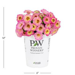 1.5-Pint Proven Winners Calibrachoa Superbells Prism Pink Lemonade Bicolor Annual Plant (5-Pack) | The Home Depot