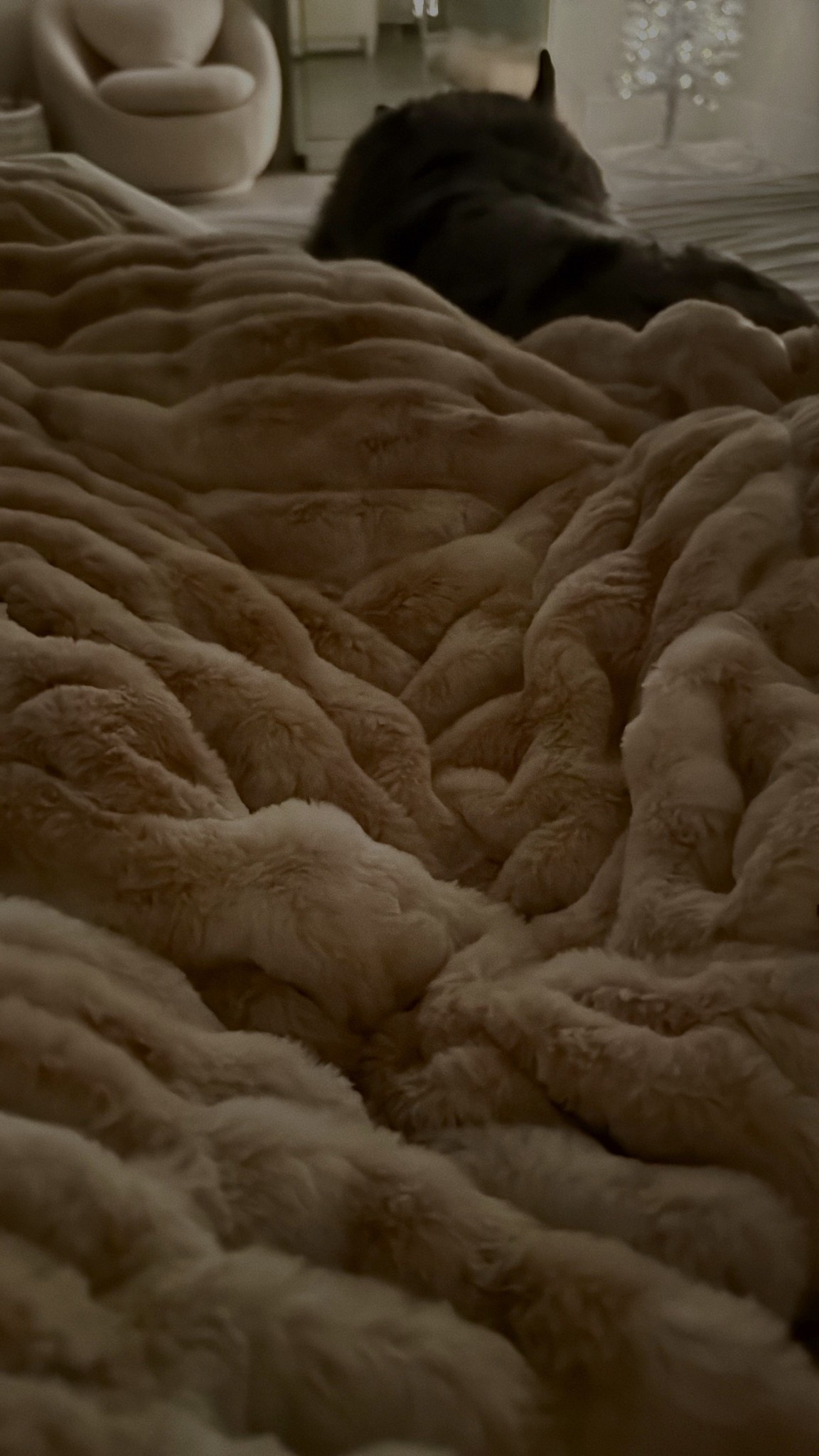 Highly impressed with my #lolablanket 😍 Worth every penny and would make such a good gift! 

#LTKHoliday #LTKGiftGuide #LTKHome