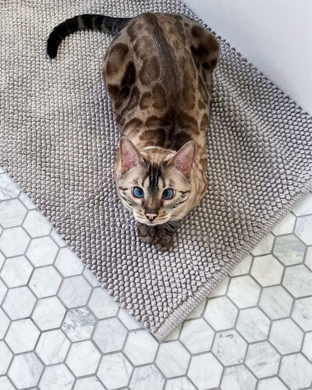 Bath mat, bath cat  