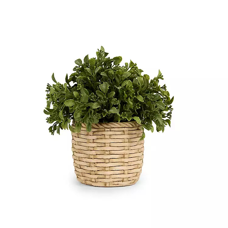 New! Boxwood Arrangement in Ceramic Woven Pot | Kirklands