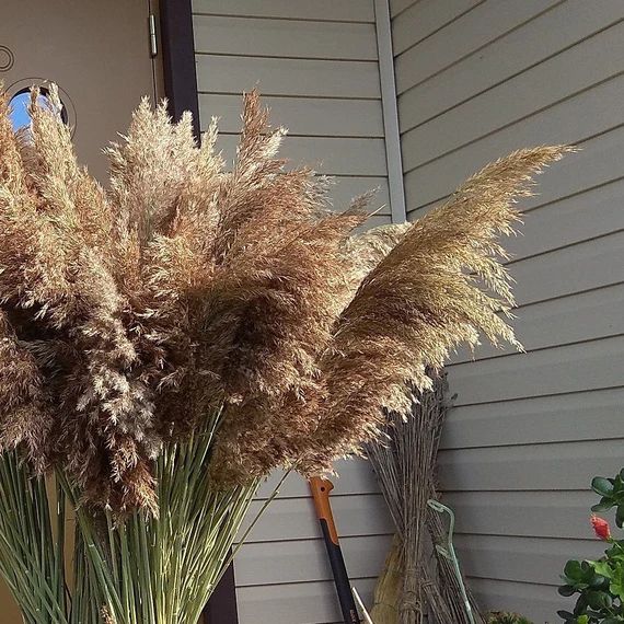 Extra Large Dry Reeds Plumes, Long Cane Plume Pampas Grass Beach theme style Wedding decor Flower ar | Etsy (US)