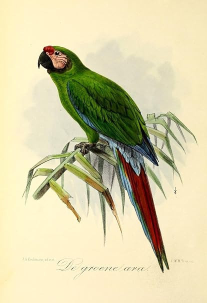 Posterazzi Onze Vogel 1869 Green Parrot Poster Print by J.G. Keulemans, (18 x 24) | Amazon (US)