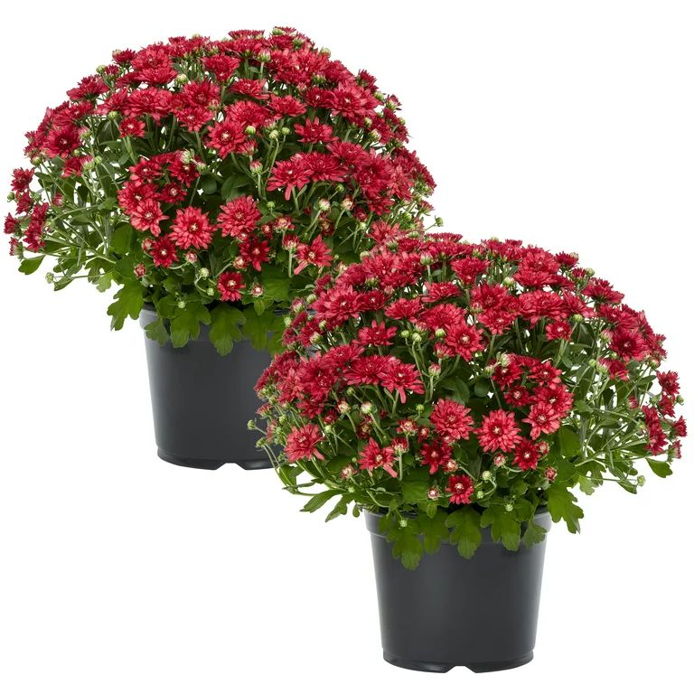 Expert Gardener 3QT Red Mum Live Plants (2 Count) with Grower Pots - Walmart.com | Walmart (US)