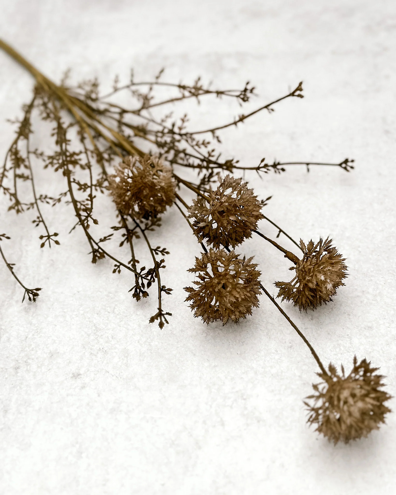 Melaleuca Stem - Chartreuse | Jaclyn James Co