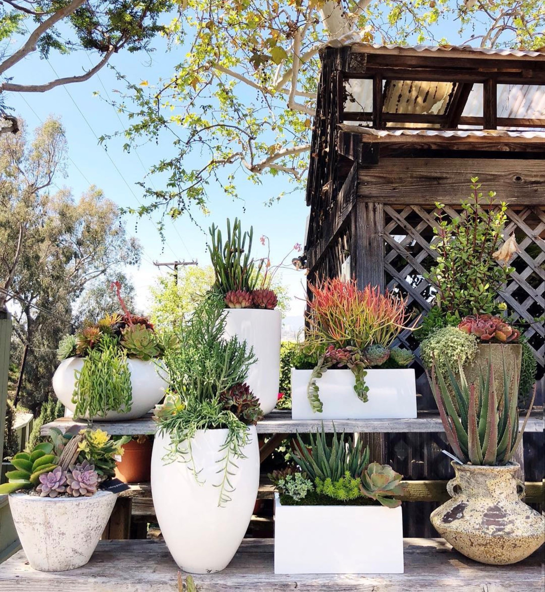 Simple white pots! Dress up your spring patio!

#spring #outdoordecor #patio #planters #pots 

#LTKHome #LTKSeasonal #LTKStyleTip