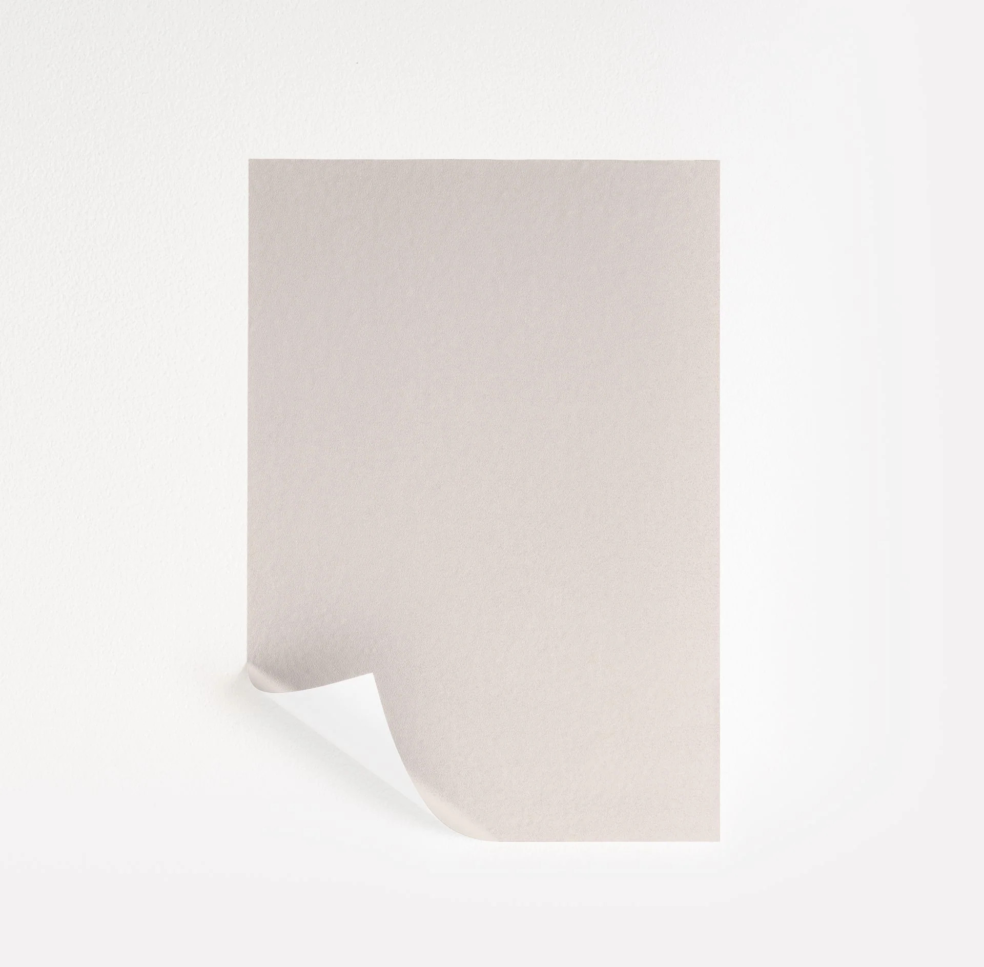 Wild Rice  Paint Sample | Samplize