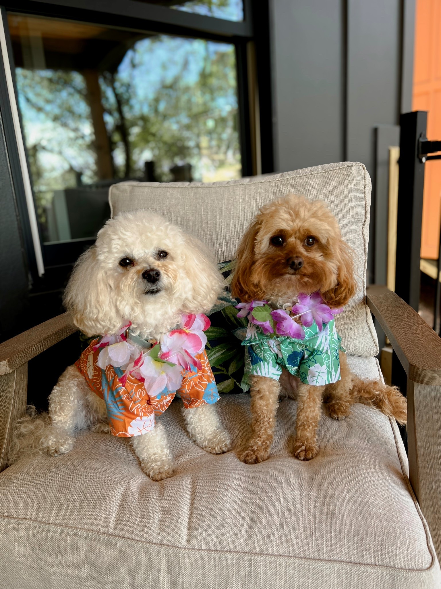 Did someone say ALOHA!! 🌊
Hawaiian outfits for my fur babies tropical cabin trip!! 🌺 