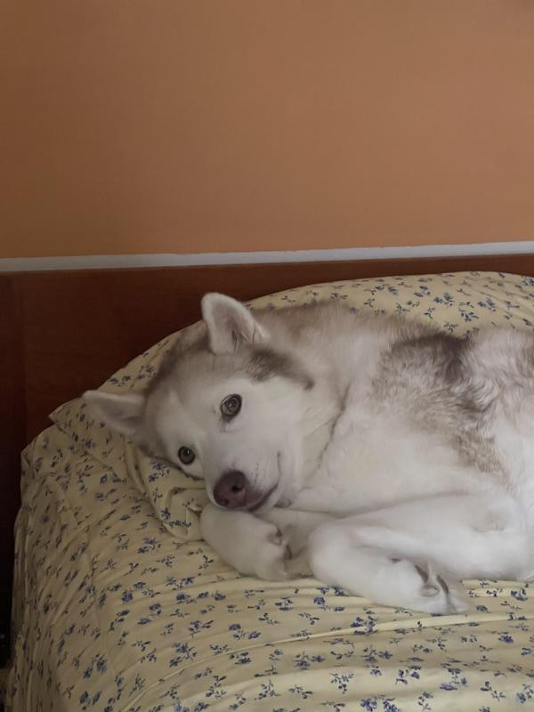 Organic Cotton Percale Printed Sheet Set | Anthropologie (US)