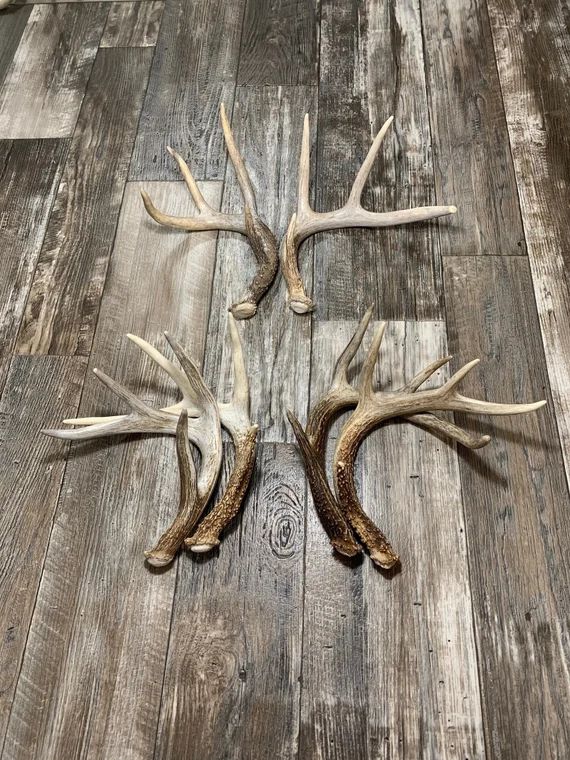 2 Pack Deer Antler. Whole Deer Antler. Craft Grade. Grade A | Etsy | Etsy (US)