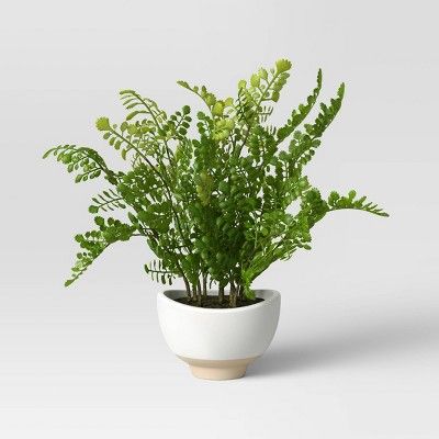 Small Maidenhair Fern - Threshold™ | Target