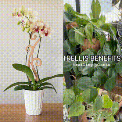 Wholesale Partner: Treleaf - Flora - Plant trellis designed for Orchids | Sol Soils