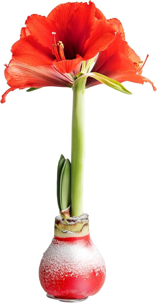 Costa Farms Amaryllis Bulb - Live Plant with Red Flower Blooms, Easy to Grow Indoor Outdoor House... | Amazon (US)