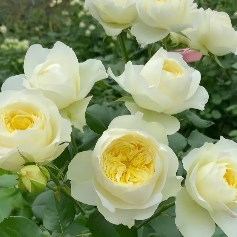 Royal Park. 皇家园林 Own Root. - Etsy | Etsy (US)