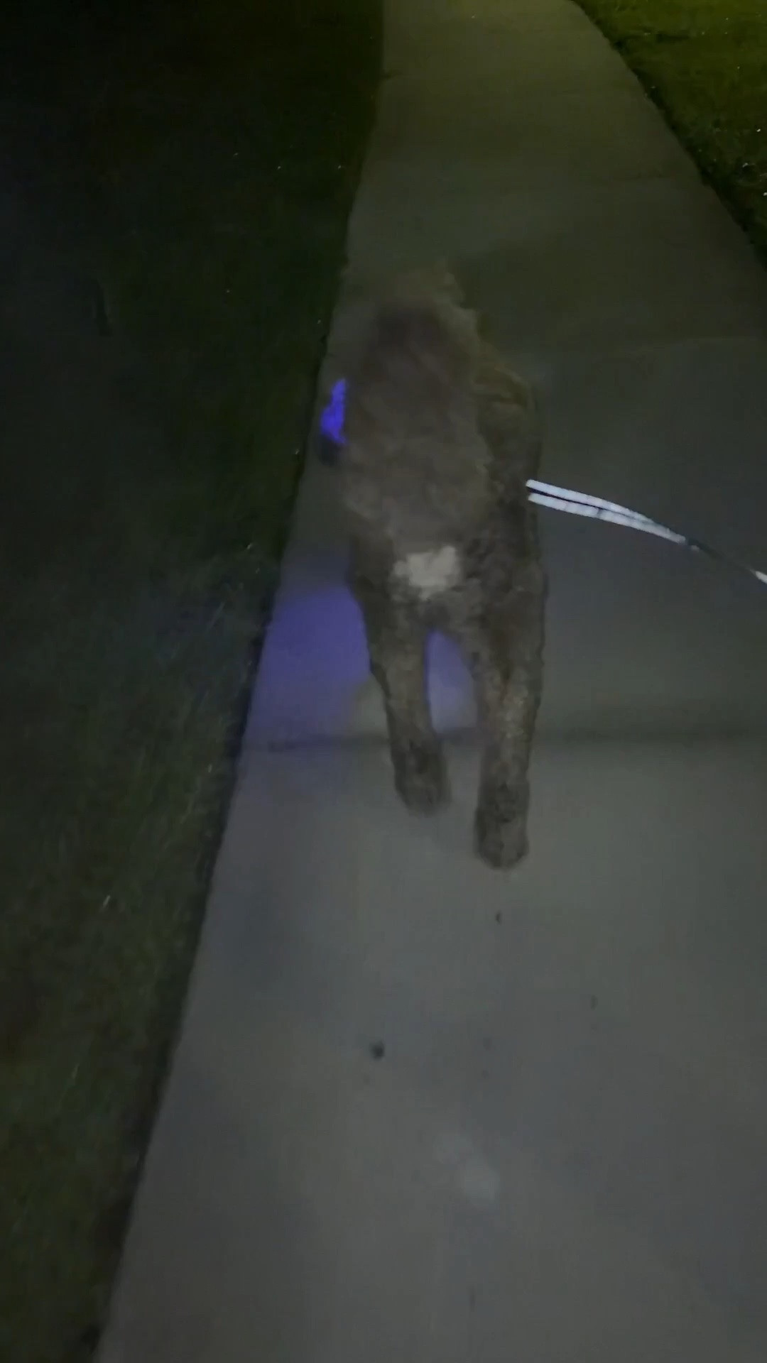 Night time reflective leash and light up collar

#LTKdayinmylife #LTKstorytime #LTKvlog