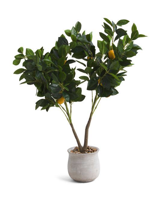 32in Lemon Plant In Cement Pot | TJ Maxx