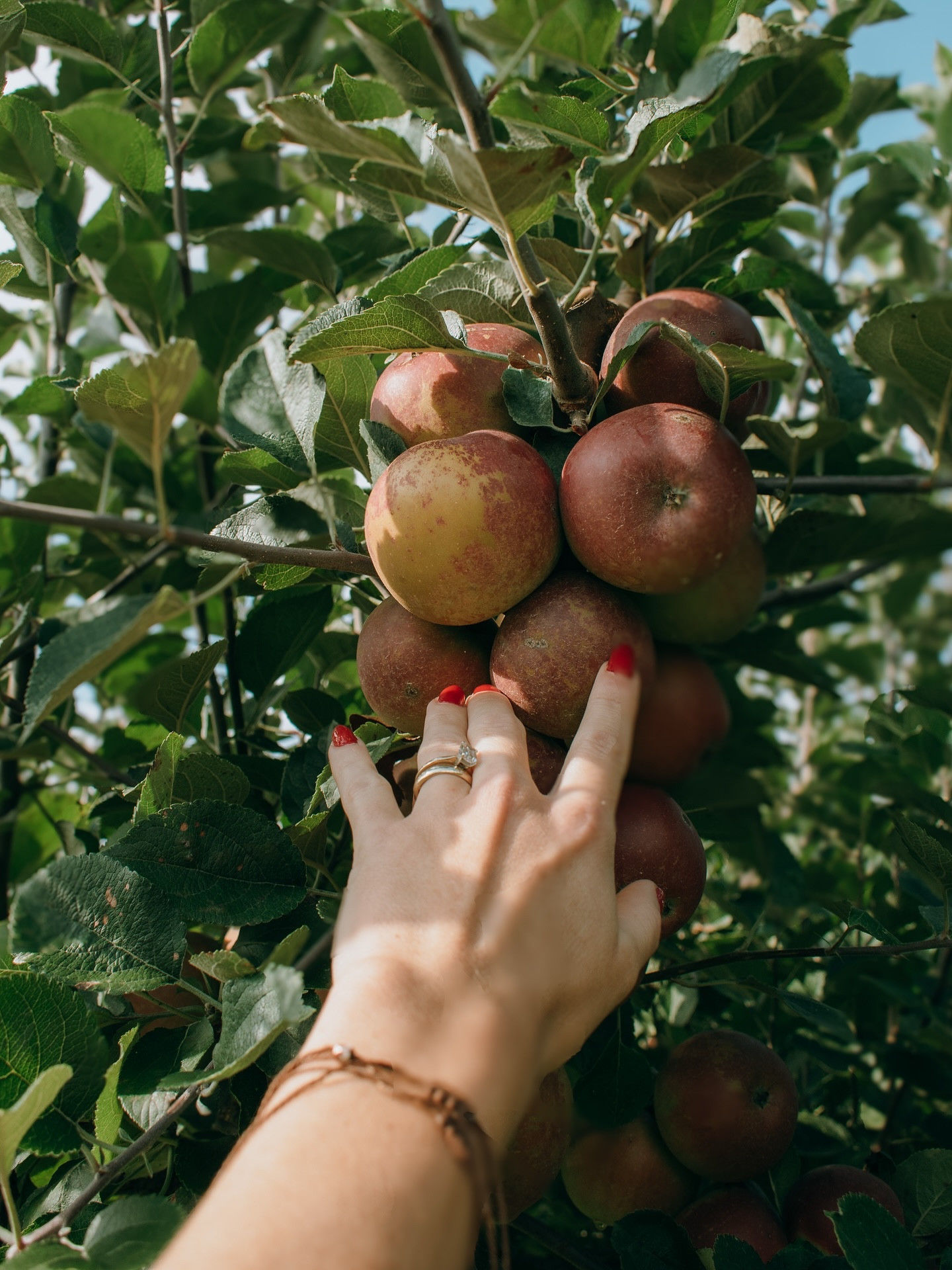 first day of fall at lucid ladybug 🍎✨ #fall #fallhomedecor #vintage #vintagestyle #fallinspo #falltablescape #applepicking