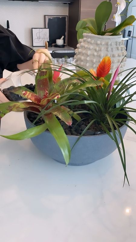 For an elevated bromeliad bowl, you just need a trip to @loweshomeimprovement and the below shopping list:

-planter bowl
-mini bromeliads
-potting soil
-mini black river rocks

Comment SHOP for direct links sent to you 🫶🏻

*this would make the cutest Mother’s Day gift 🌸✨

#LTKhome #LTKfindsunder50 #LTKSeasonal