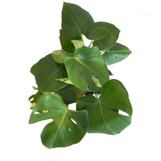 United Nursery Swiss Cheese Plant Monstera Deliciosa Plant 24. in to 34 in. Tall in 10 in. White ... | The Home Depot
