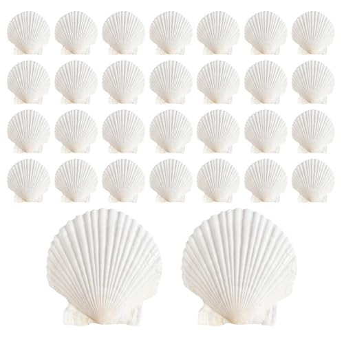 ASBEFORE 30Pcs Sea Shells, 2''-3'' Natural Scallop Crafts - DIY Beach Seashells Decorating Painting Ocean Themed Party Wedding Shell Bowl Jewelry Holder | Amazon (US)