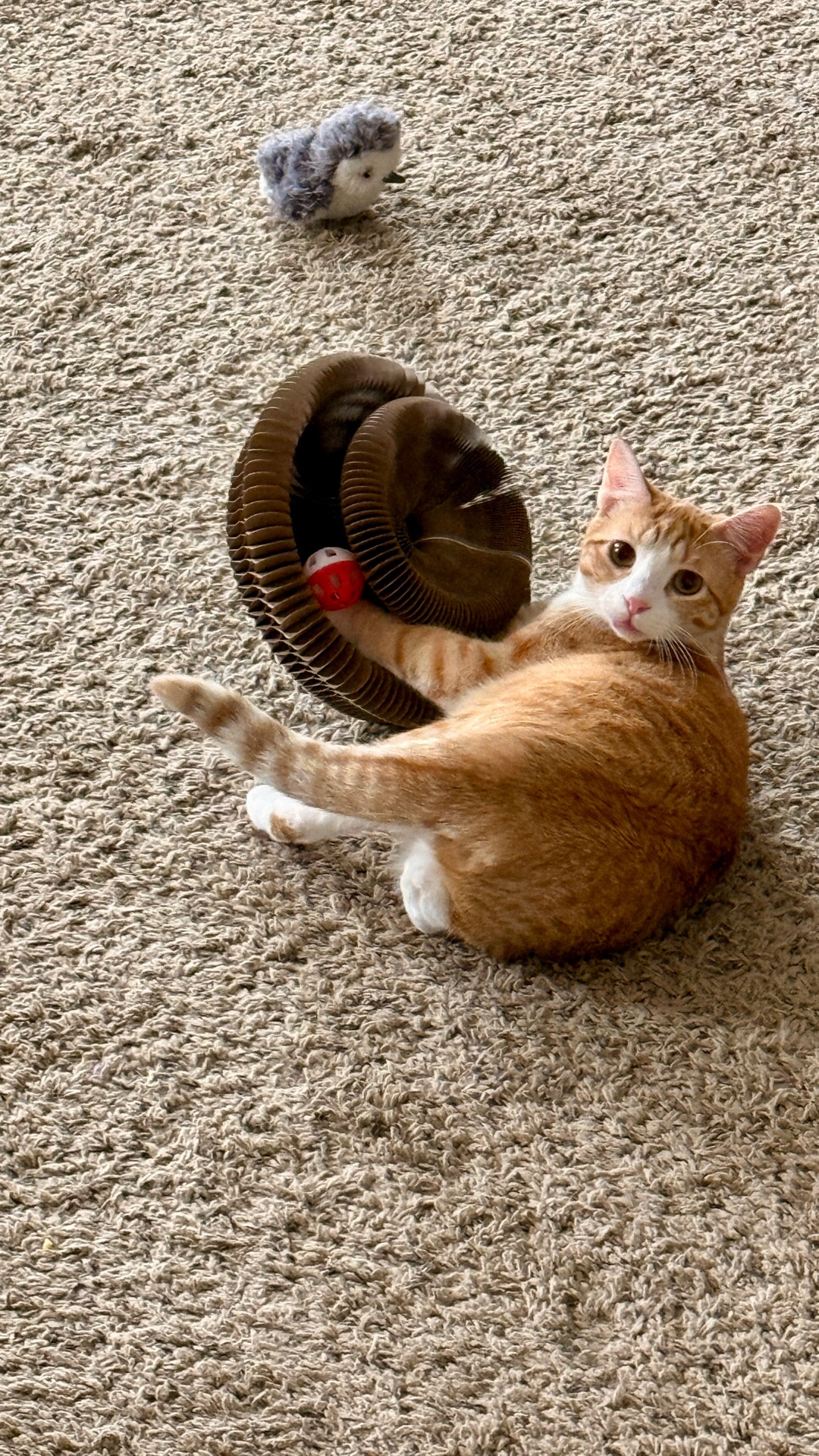 They really do love these! So glad I got two! #cat #cattoys 

#LTKFamily #LTKGiftGuide #LTKPets