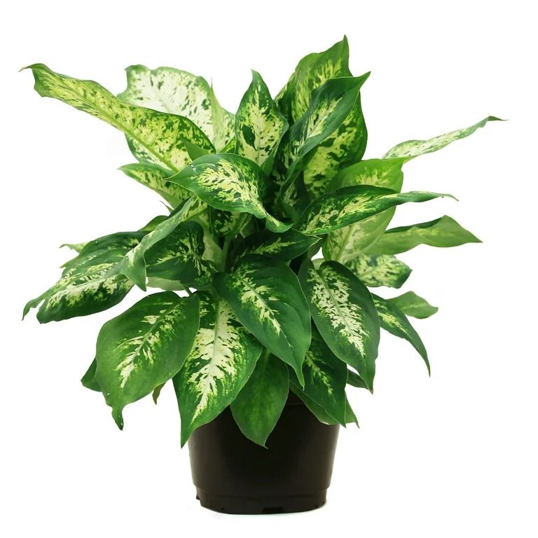 Costa Farms Live Indoor 17in. Tall Green Dumb Cane; Bright, Indirect Sunlight Plant in 6in. Growe... | Walmart (US)