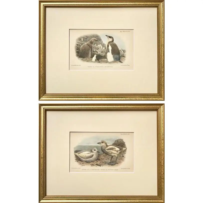 Antique Original Color Lithographs Baby Chick Arctic Birds by Ibis C.1900 - a Pair | Chairish