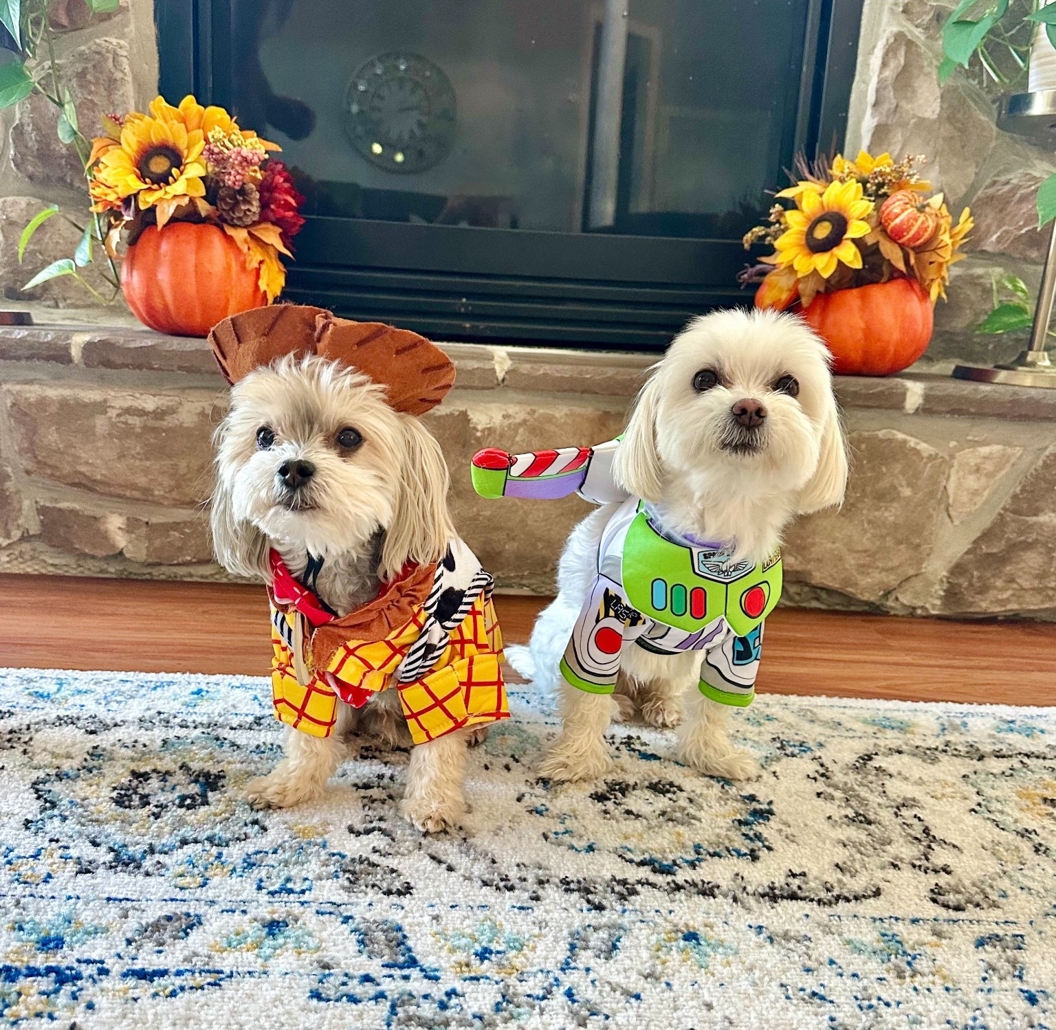 still my favorite costumes 

#LTKSeasonal #LTKPets