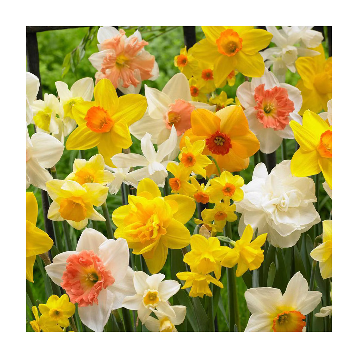 Van Zyverden Set of 50 Daffodils Bulbs Kitchen Sink Mixture | Target