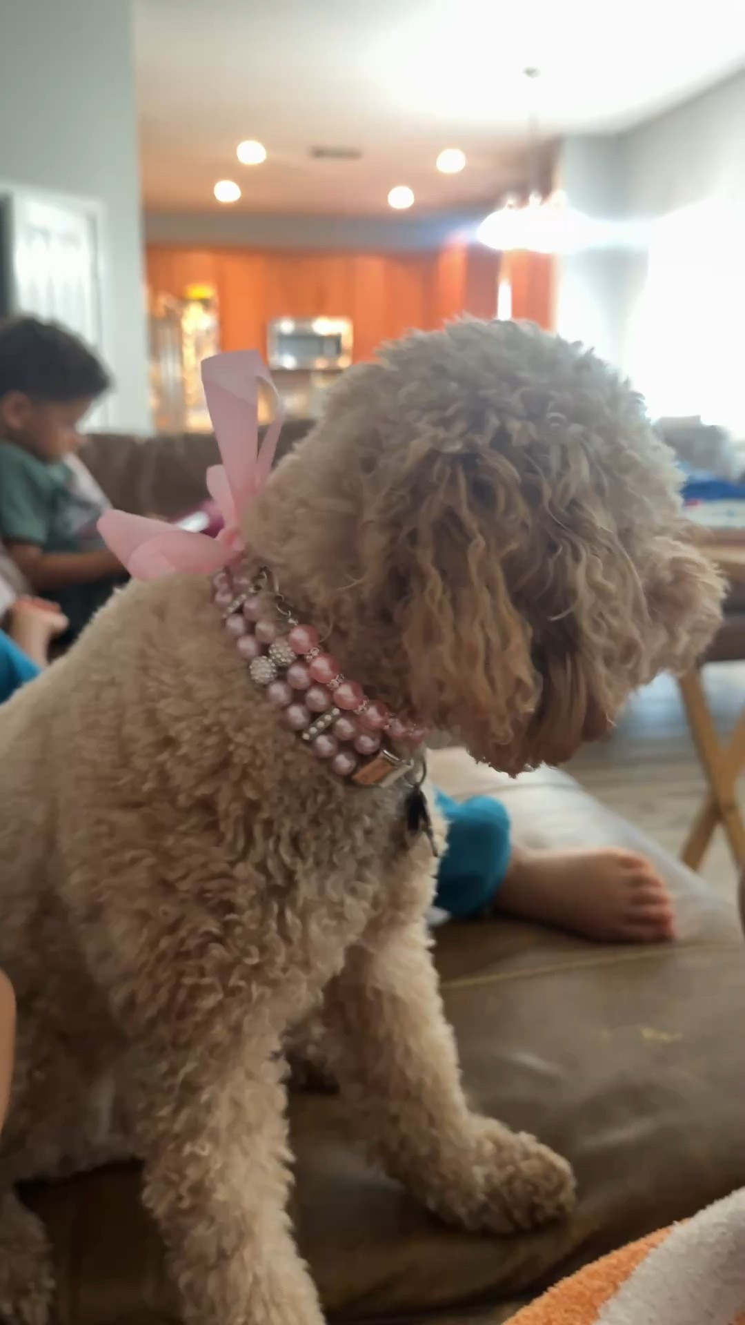 Lola looks a beautiful princess with her new collar and necklace 🥰✨🐶✨ #dogcollar #collar #dog #dogmom #puppy #pets 

#LTKFindsUnder50 #LTKPets #LTKHome