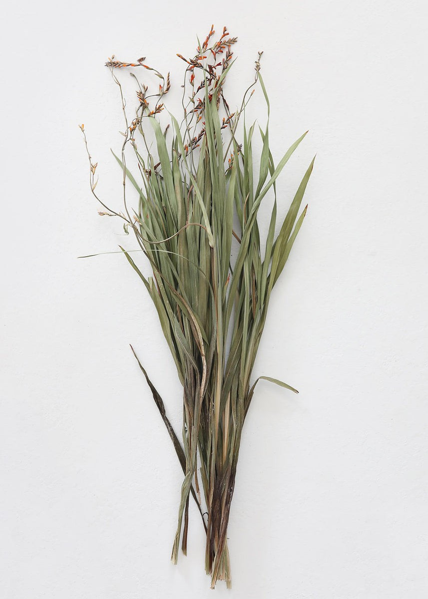 Dried Orchid Grass with Orange Buds - 22-28 | Afloral (US)
