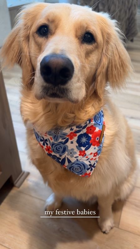 BORNNNNN IN DA USAAAAA🇺🇸🤍🐾 obsessed w/ this duo set! Comes in a pack of two🤍✨ & it’s reversible! 

Golden retrievers / Amazon finds / dog mom / bandanas / Holley Gabrielle 

#LTKFindsUnder50 #LTKVideo #LTKSeasonal