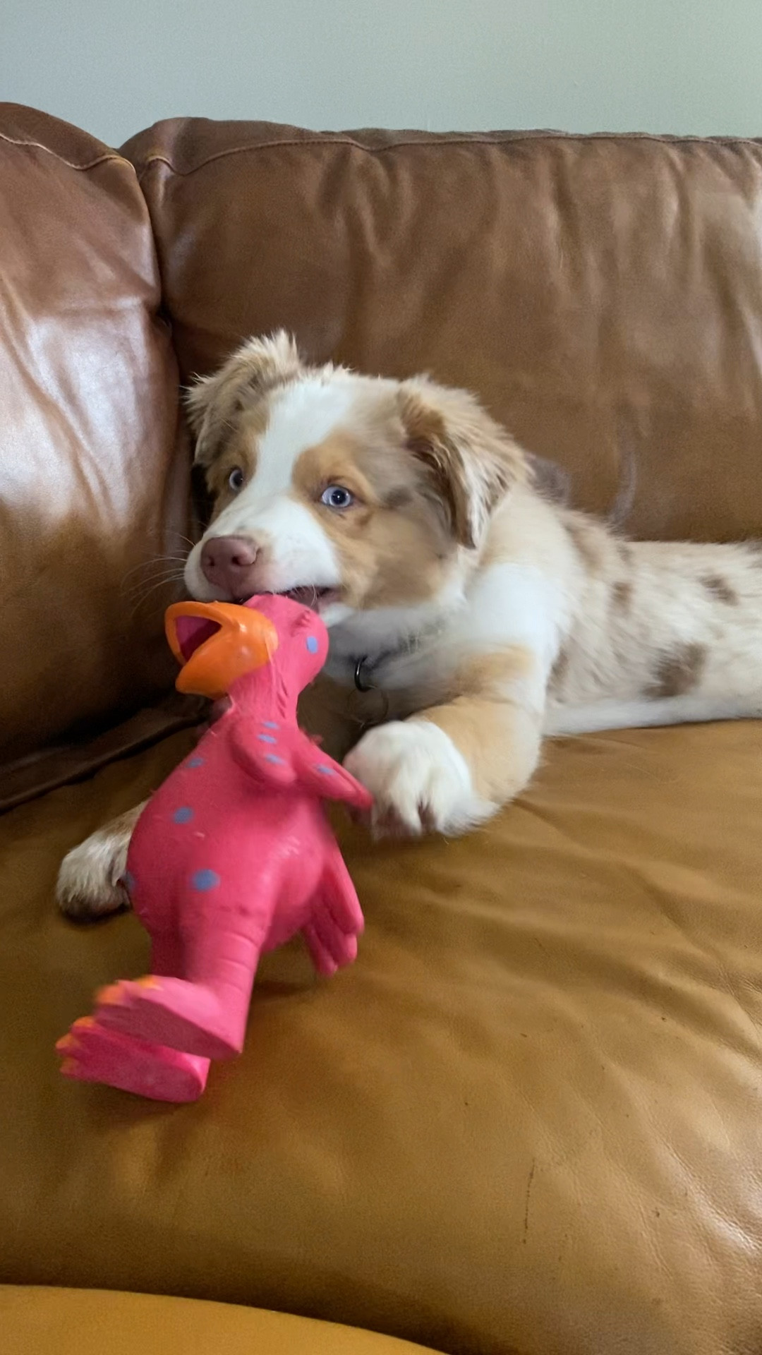 favorite squeaky chicken toy! we have it in so many colors.

Dog toys, squeaker dog, dogs, Australian shepherd, dog toy, puppy, dog gifts

#LTKFind #LTKhome #LTKfamily
