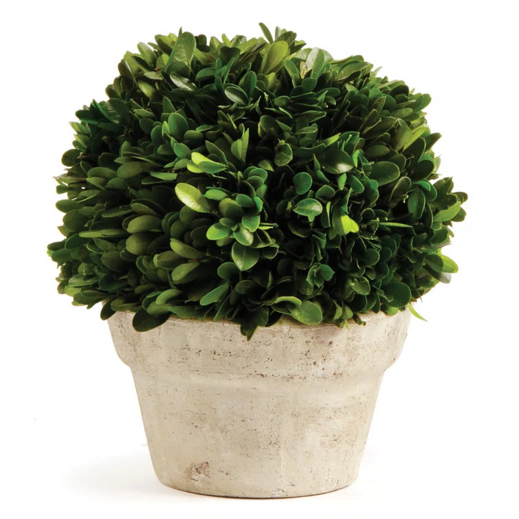 Boxwood Topiary in Ceramic Pot | Wayfair North America
