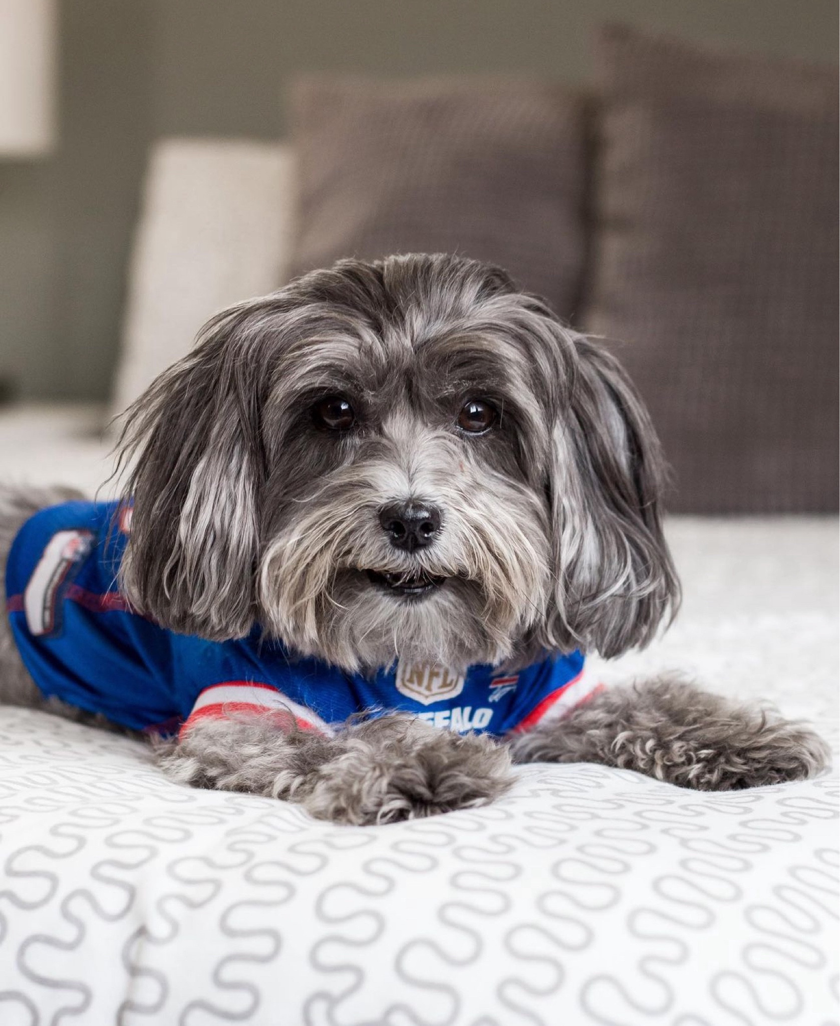 Show off your Buffalo Bills pride with this Buffalo Bills pet jersey. Weve had it for four years now and it’s a weekday staple during the NFL season. go Bills! 

#LTKFamily #LTKSeasonal #LTKParties