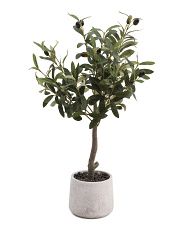 2ft Olive Tree In Stone Pot | Marshalls