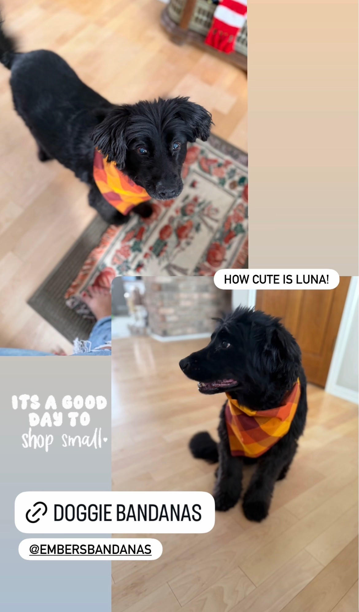 How cute is Luna?! I love these bandanas I found on Etsy, they have so many different designs! 

#LTKSeasonal #LTKmomlife #LTKHome