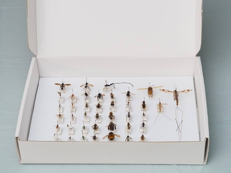 Insect Pinning Box for Entomology | 13" x 9" x 2.5" | Includes White Foam to Hold Pins in Place |... | Amazon (US)