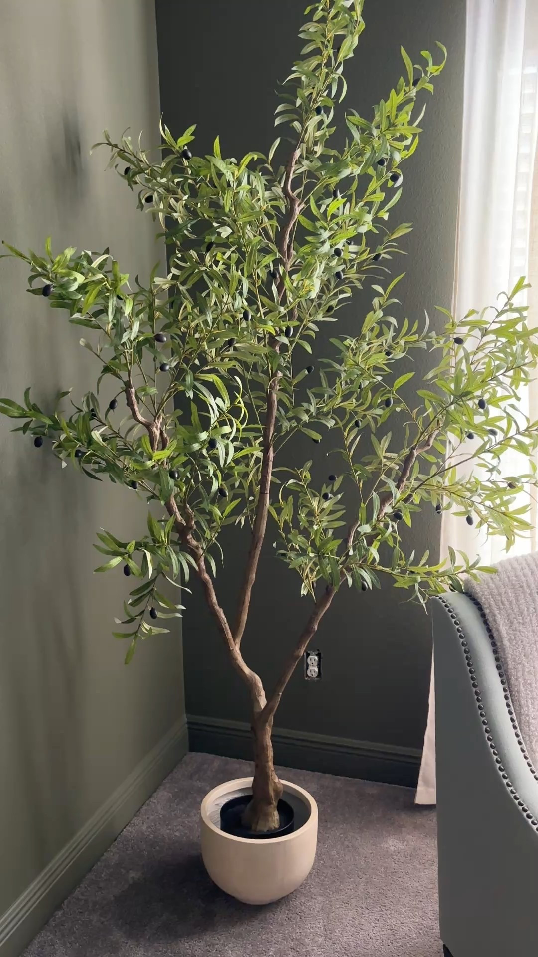 The best Olive tree!