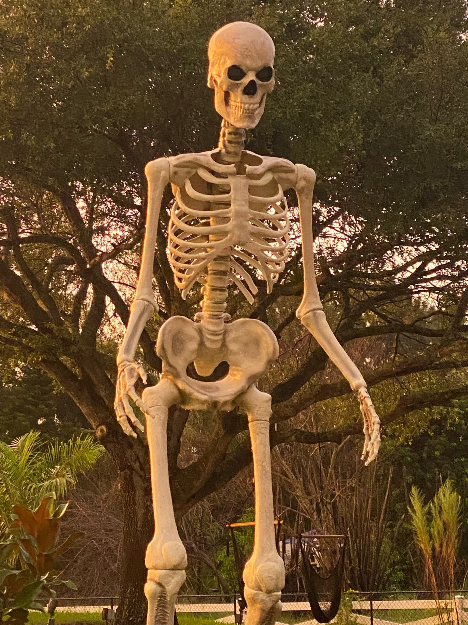 Halloween finds 

#LTKhome #LTKfamily #LTKSeasonal