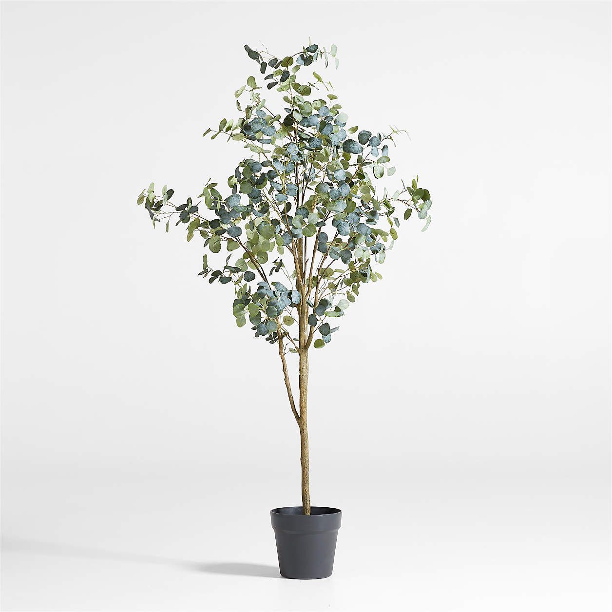 Faux Silver Dollar Eucalyptus Trees | Crate and Barrel | Crate & Barrel