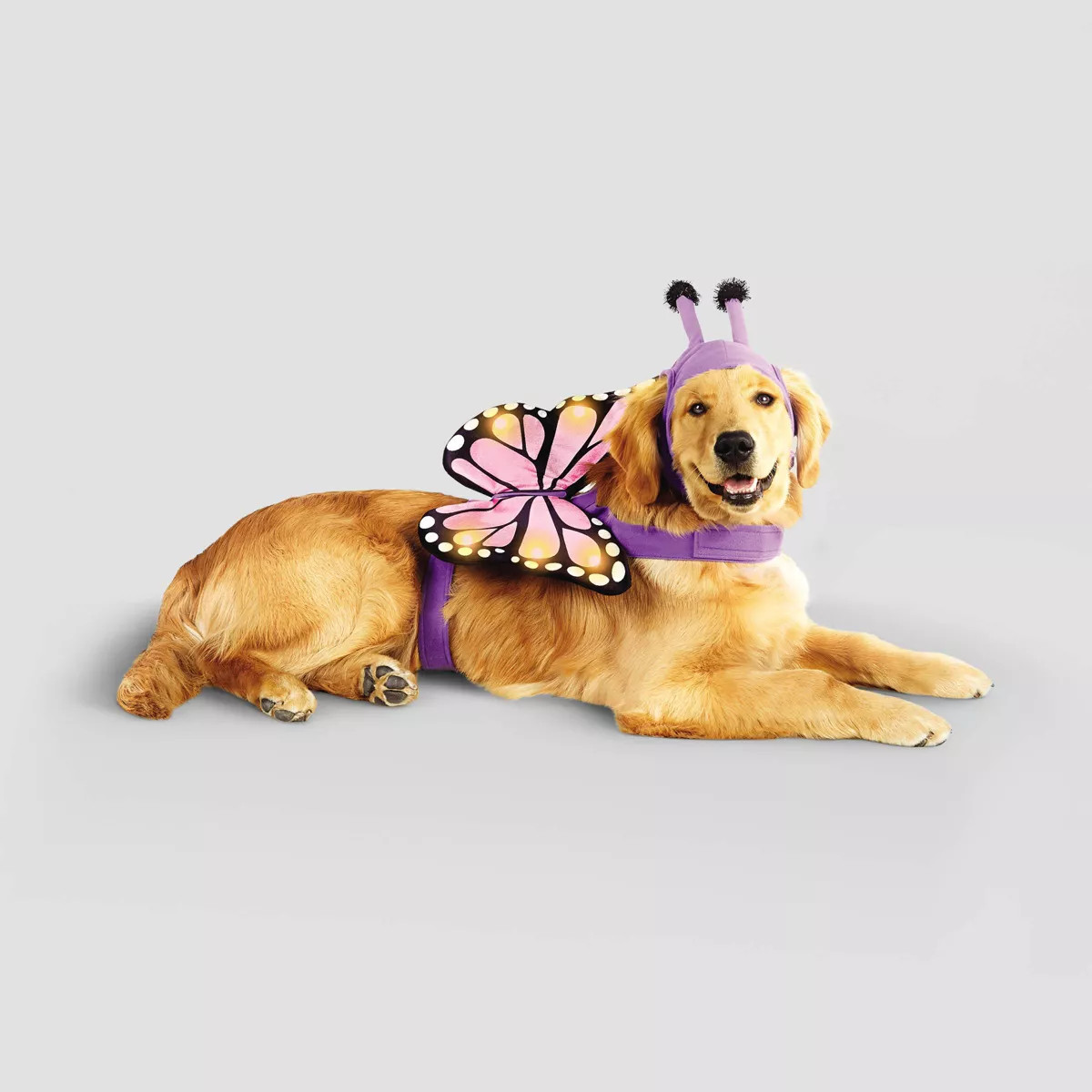 Halloween Full Body LED Butterfly Cat and Dog Costume - Hyde & EEK! Boutique™ | Target