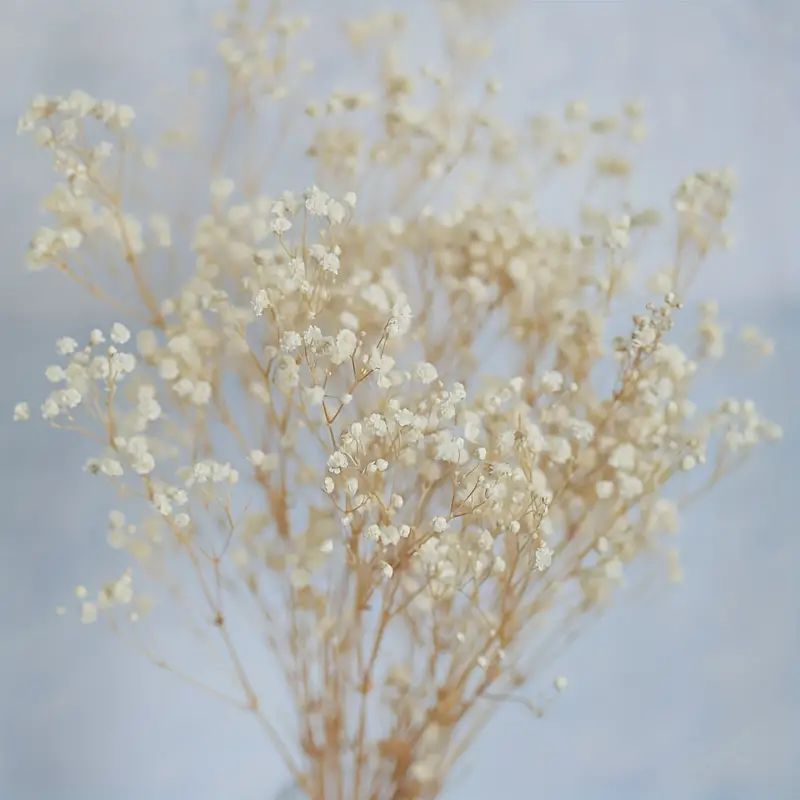 8pcs, Elegant and Timeless Baby's Breath Bouquet for Weddings, Home Decor, and DIY Projects | Temu Affiliate Program