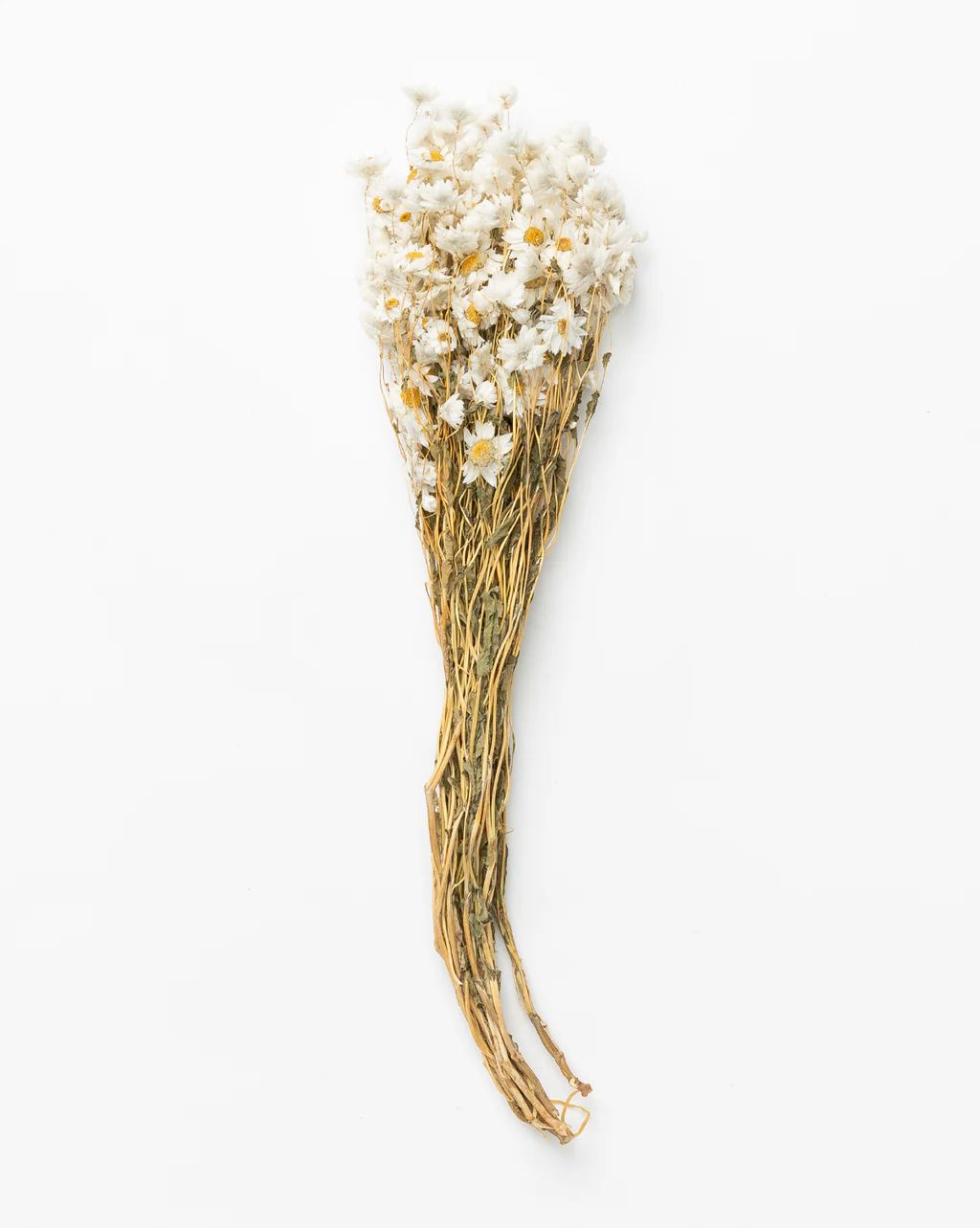 White Preserved Rodanthe Flowers | McGee & Co.