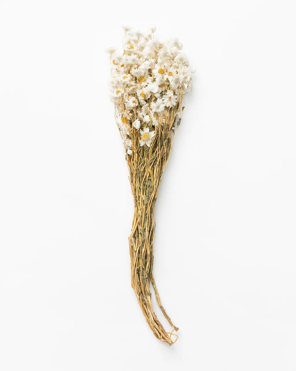 White Preserved Rodanthe Flowers | McGee & Co.