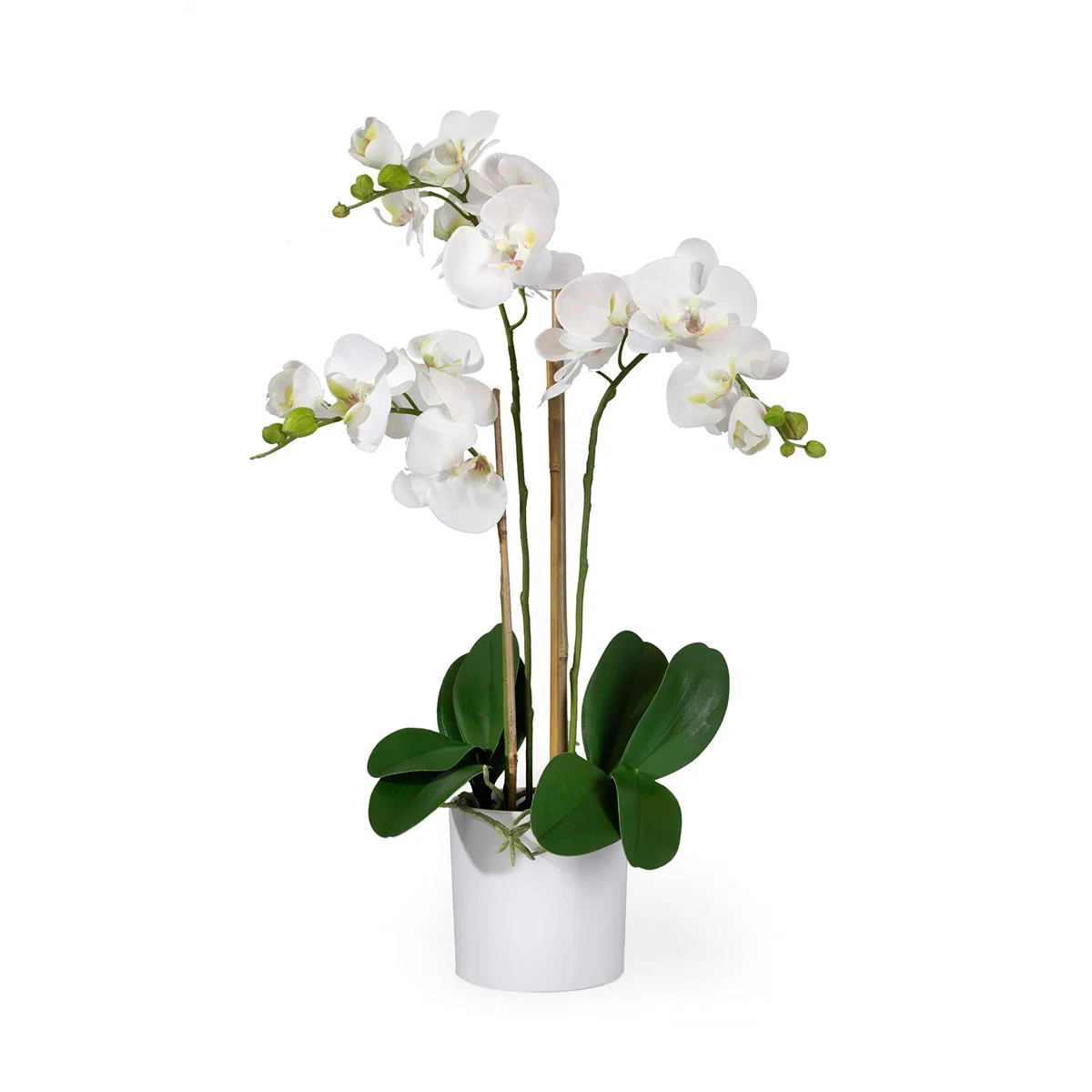 Keira Orchids Floral Arrangement in Pot | Wayfair North America