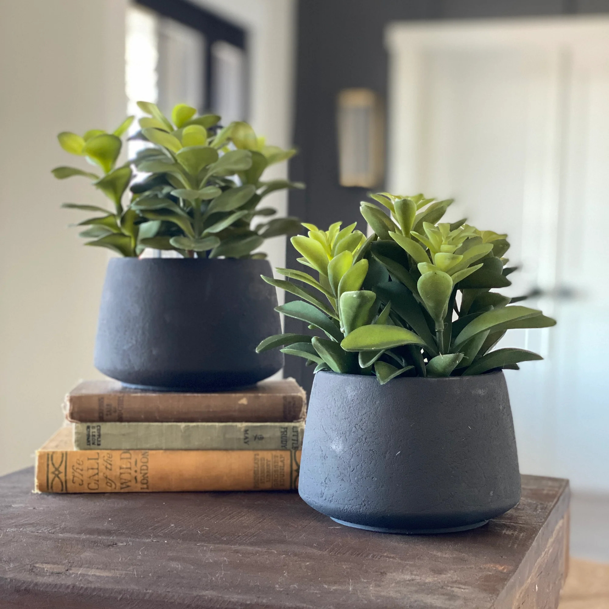 Black Potted Succulent-Large | Interior Delights