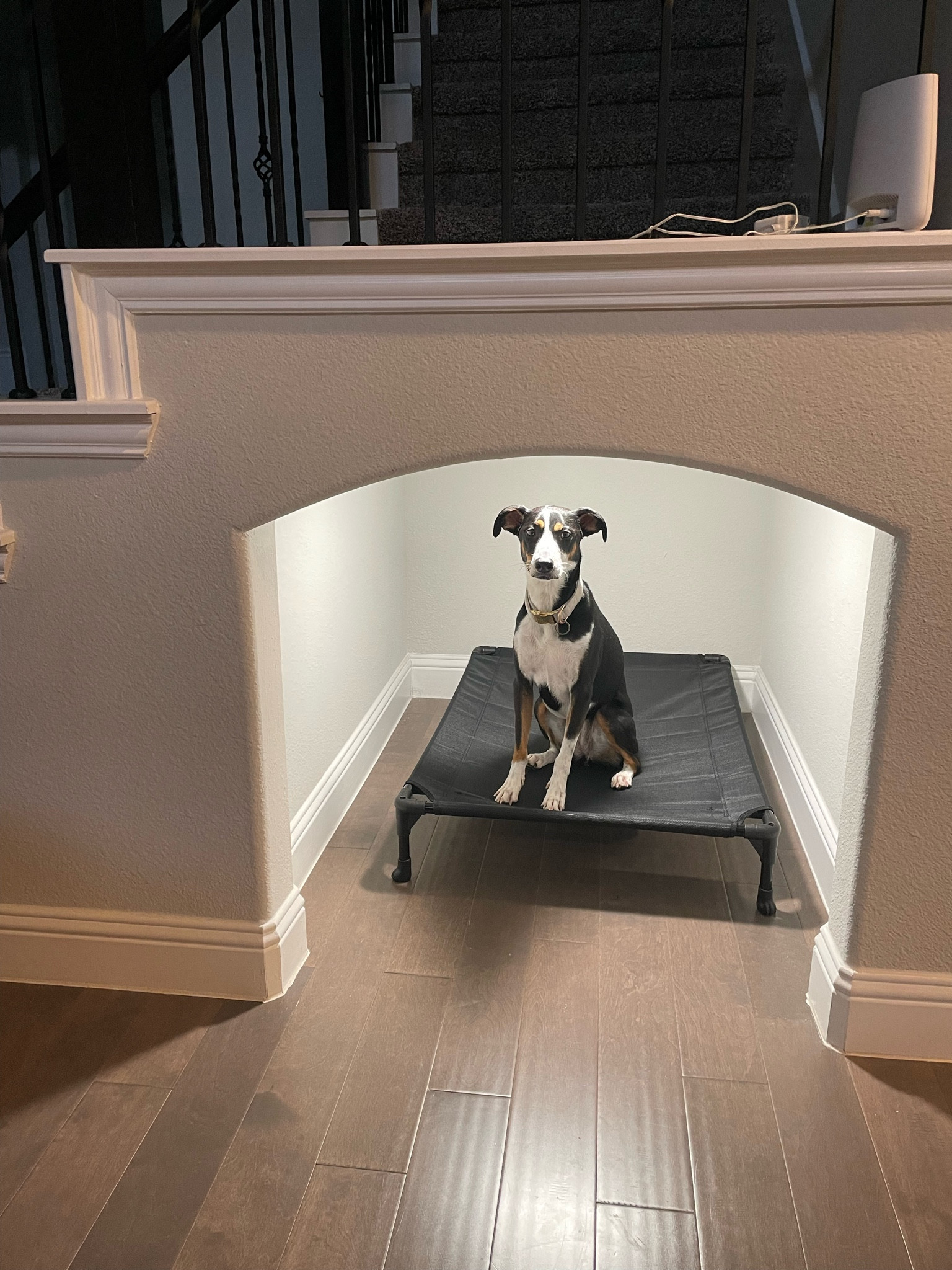 Amazon Prime day deals for our furry friends 

#LTKSaleAlert #LTKxPrimeDay #LTKHome