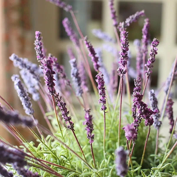 Lavender Arrangement | Wayfair North America