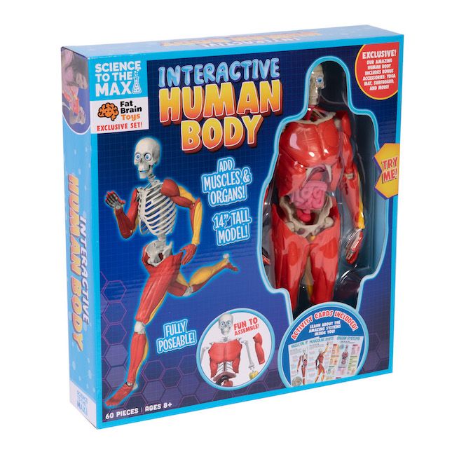Our Amazing Human Body - Best Science & Nature for Ages 8 to 11 | Fat Brain Toys