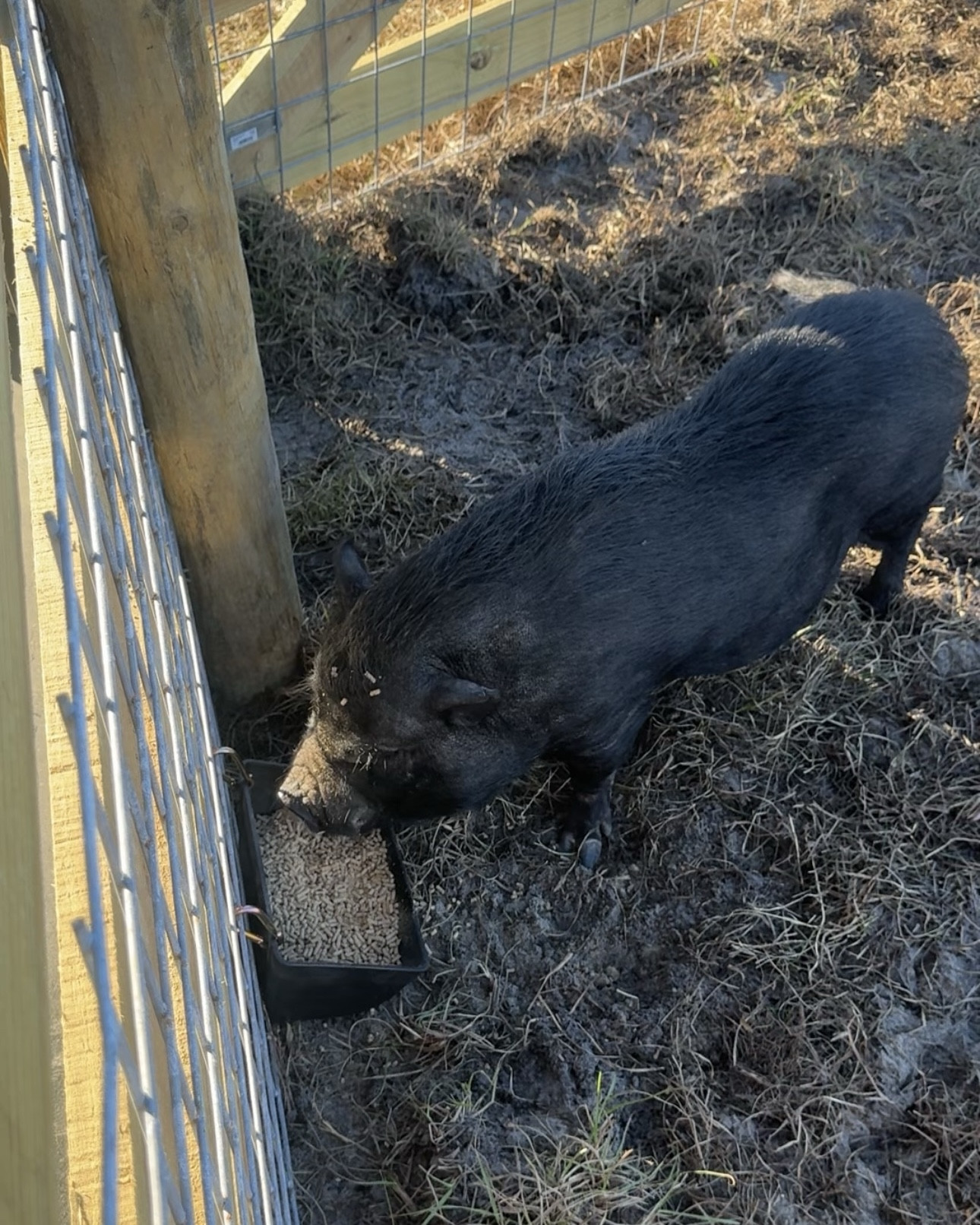 Fence feeder for pigs! 

#LTKdayinmylife #LTKstorytime #LTKGiftGuide